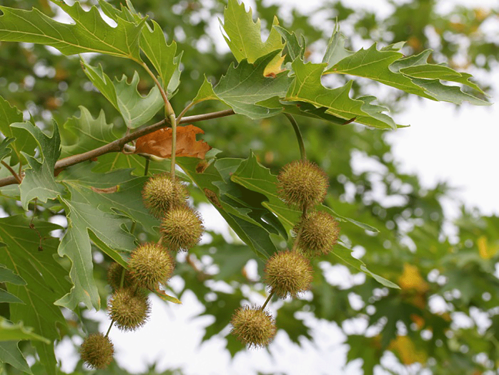 Платан. Платан Восточный (Platanus orientalis). Платан Чинара. Platanus orientalis дерево. Платан Чинара дерево.